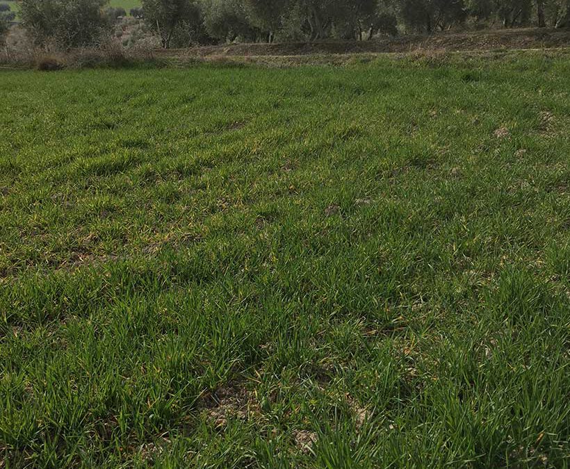 Tierra T078