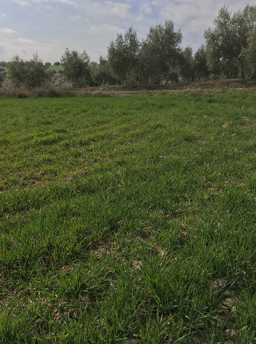 Tierra en venta en los Rosales (Quesada)