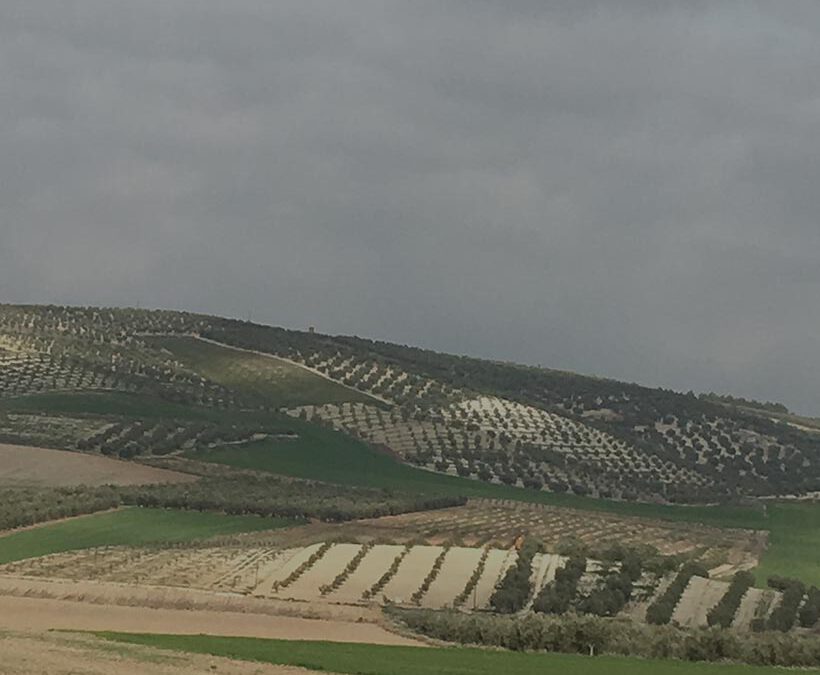 Plantas de Olivar O188