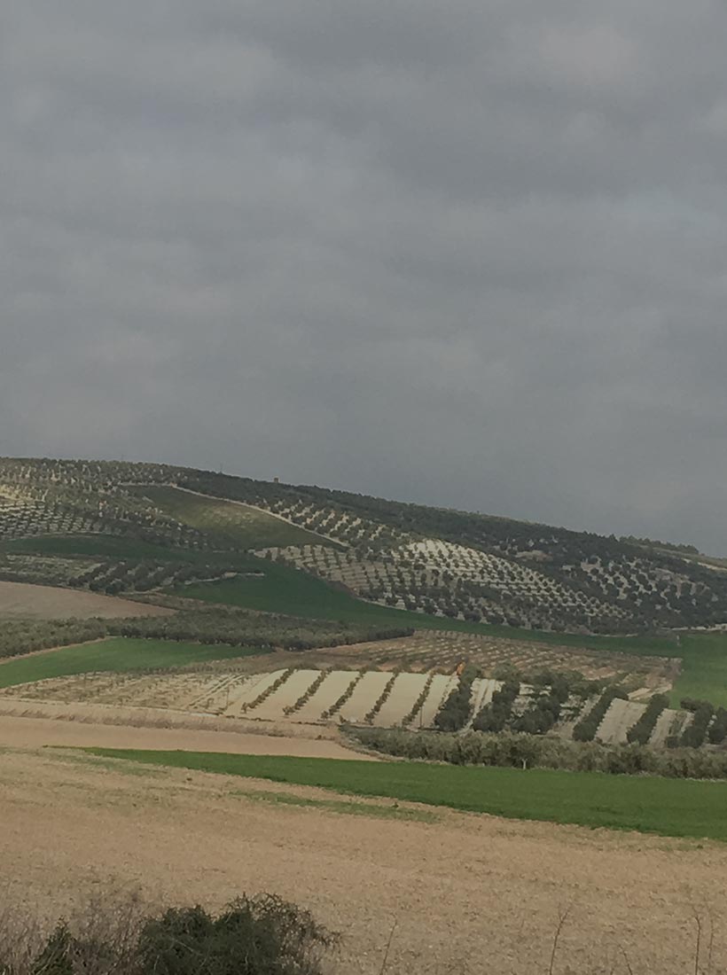 Plantas de Olivar